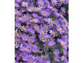 Aster novi - belgii 