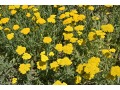 Achillea filipendulina 