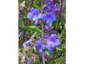 Penstemon mensarum - dračík