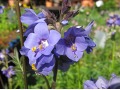 Polemonium yezoense 