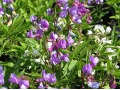 Lathyrus vernus 