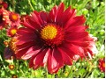 Gaillardia aristata 