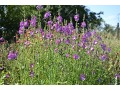 Sidalcea malviflora 