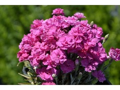 Dianthus gratianopolitanus 