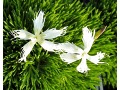 Dianthus 