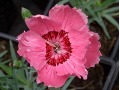 Dianthus 