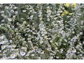 Aster ericoides 