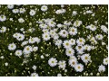 Aster dumosus 