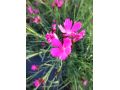 Dianthus carthusianorum - karafiát, hvozdík kartouzek, slzičky Panny Marie