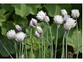 Allium schoenoprasum 