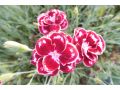Dianthus 