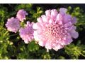 Scabiosa columbaria 