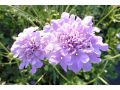 Scabiosa columbaria 