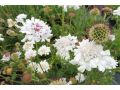 Scabiosa columbaria 