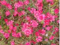 Dianthus deltoides ' Brilliant ' - karafiát, hvozdík