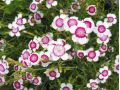 Dianthus deltoides ' Arctic Fire ' - karafiát, hvozdík