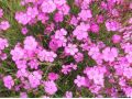 Dianthus deltoides ' Roseus ' - karafiát, hvozdík
