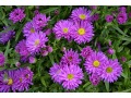 Aster novi - belgii 