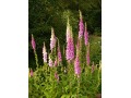 Digitalis purpurea 