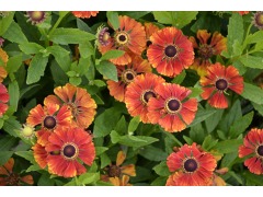 Helenium × hybridum " Flammendes Kätchen " - záplevák Zahradnictví ...
