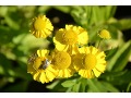 Helenium × hybridum 