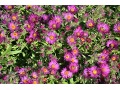 Aster novae - angliae 