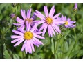 Aster amellus 