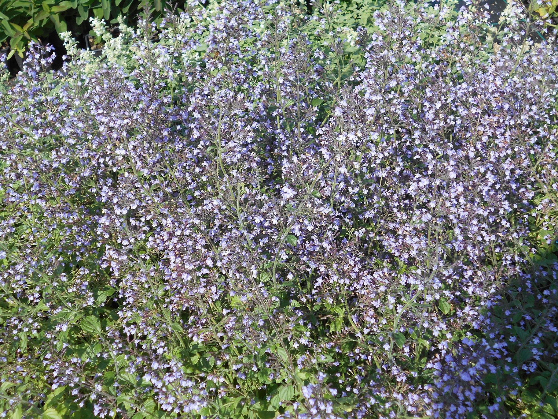 Calamintha nepeta " Blue Cloud " - marulka lékařská Zahradnictví