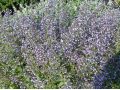 Calamintha nepeta 