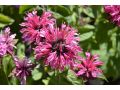 Monarda 