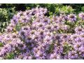Monarda Sugar Buzz® 