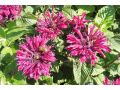 Monarda 