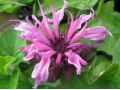 Monarda 