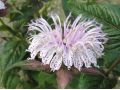 Monarda bradburiana - monarda, zavinutka