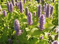 Agastache foeniculum 