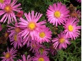 Aster dumosus 