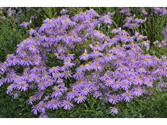 Aster amellus 