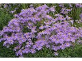 Aster amellus 
