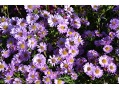 Aster novi - belgii 