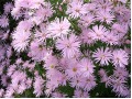 Aster novi - belgii 