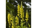 Thermopsis villosa ( syn. caroliniana ) - vlčinec