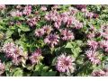 Monarda 