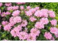 Monarda Sugar Buzz® ' Pink Frosting ' - monarda, zavinutka