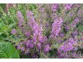Lythrum virgatum 