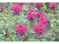 Monarda 