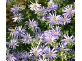 Aster x herveyi 