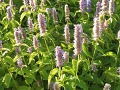 Agastache rugosa  - agastache svraskalá