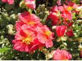 Helianthemum hybridum 