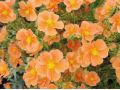 Helianthemum 