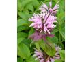 Monarda 